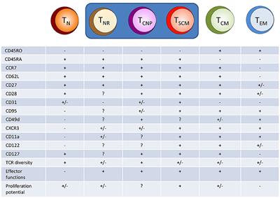 Atypical Human Effector/Memory CD4+ T Cells With a Naive-Like Phenotype